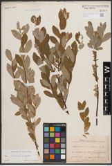 Foto von Salix cinerea L. x Salix repens L.